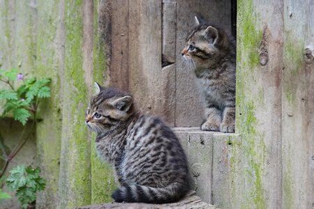 Wildcats young animals zoo photo