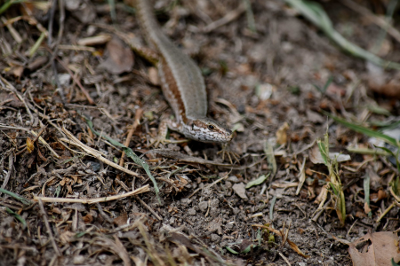 Lizard reptile nature