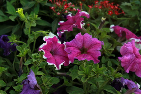 Wild Flowers 2