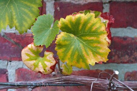 Wine leaf autumn leaf photo
