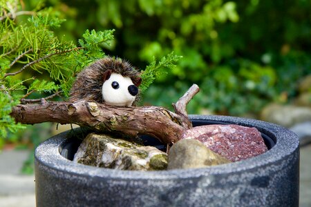 Pine bonsai hedgehog