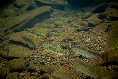 Brook trout-2 photo
