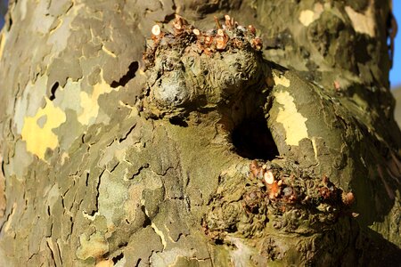 Tree bark knothole cave
