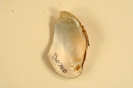 Lampsilis bracteata (inside)-2
