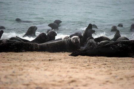 Gray Seals-1 photo