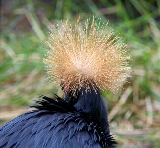 Bird balearica plumage photo