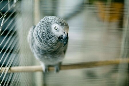 Bird parrot close-up