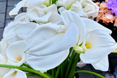 Plant nature petal
