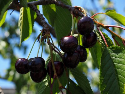 Red ripe purple photo