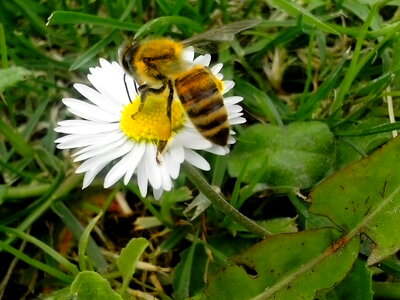 Bee blossom blossoming