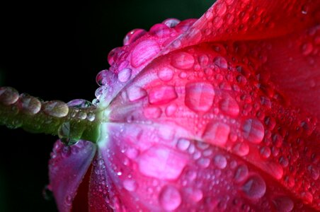 Bloom petal drop of water photo