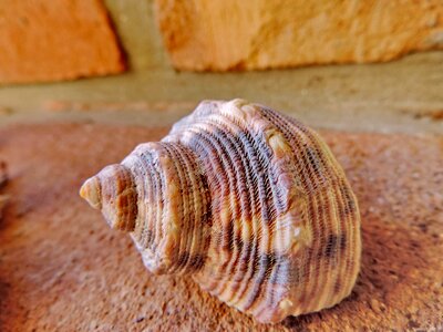 Colorful detail seashell photo