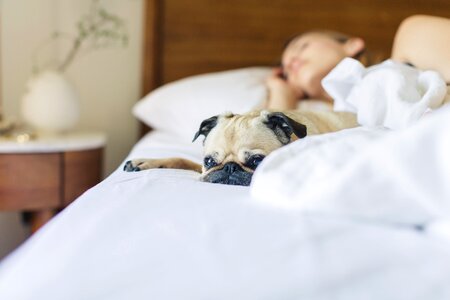 Pug Gets Cozy In The Morning photo