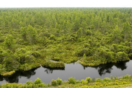 Border forest lake