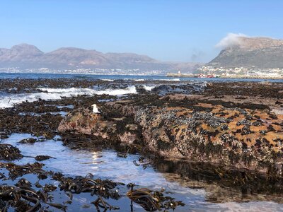 Seaweed tide water tide photo