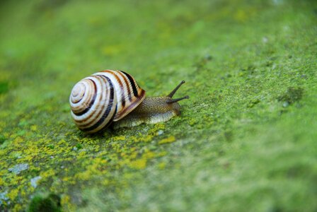 Seashell molluscum moss