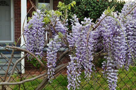 Wisteria floral plants