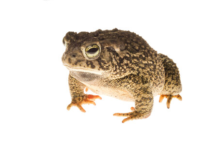 Woodhouse toad-3