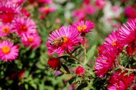 Honeybee nature plant photo