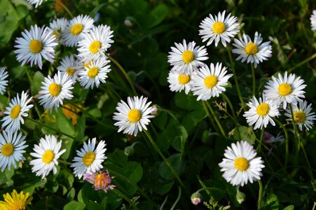 Spring meadow yellow