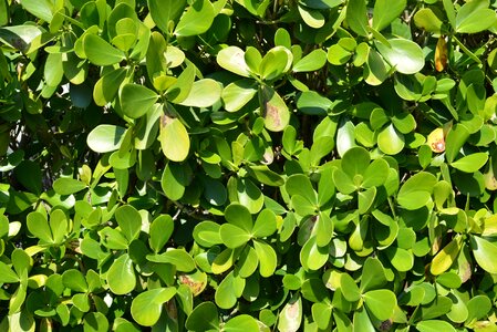 Leaf foliage nature