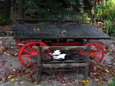 Colorful cart push cart photo