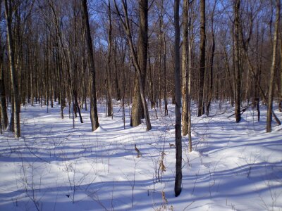 Woods winter organic