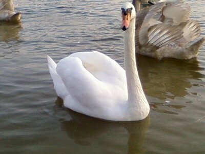 Male mute swan teenage photo