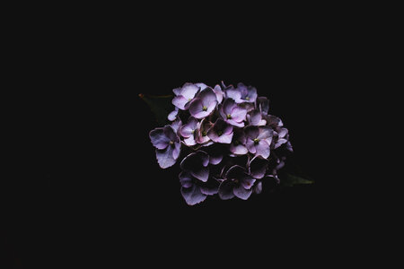 Purple Hortensia Flower on Black Background photo