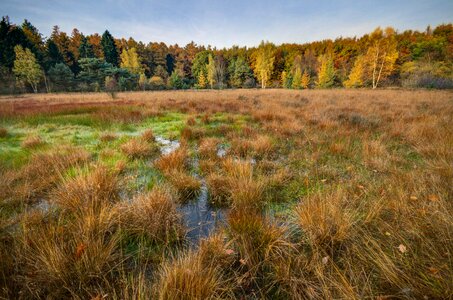 Wet wetlands nature photo