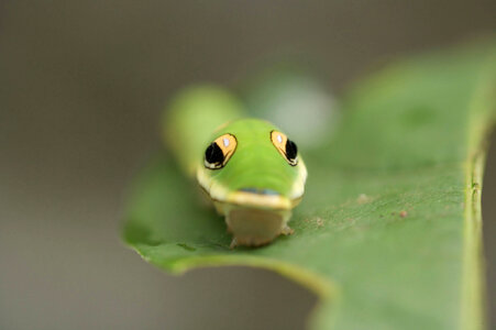 Spicebush swallowtail larvae-1 photo