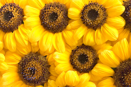 Sunflowers photo