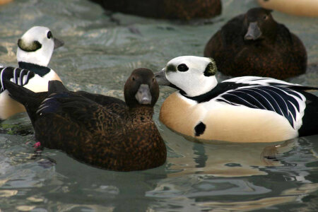 Steller's eider males and females-1 photo