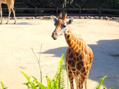 Wildlife zoology species