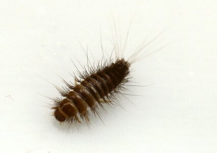 Larva carpet beetles insect