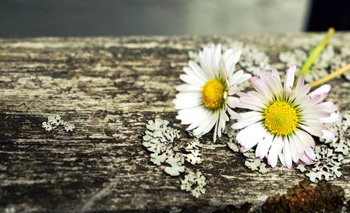 Beautiful Photo daisy flower
