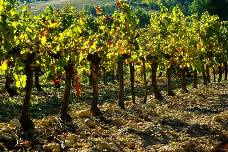 Vine grape fall