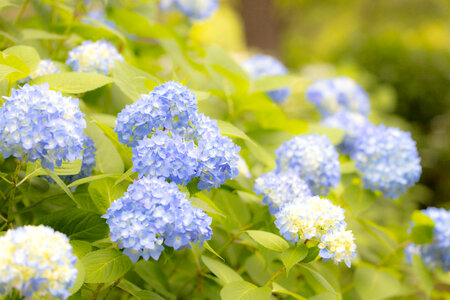 13 Hydrangea