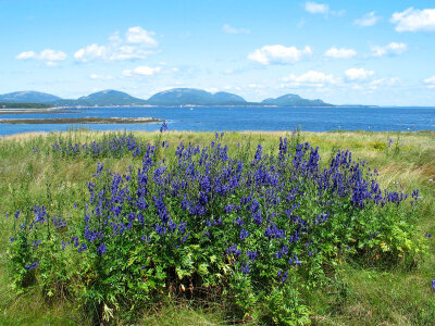 Hills and fields landscape in Acadia National Park, Maine photo