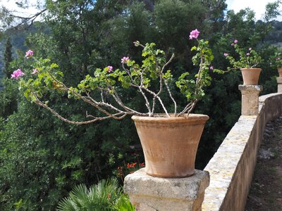 Flower pink pelargonium grandiflorum photo