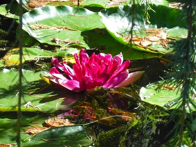 Pink water lily nature photo
