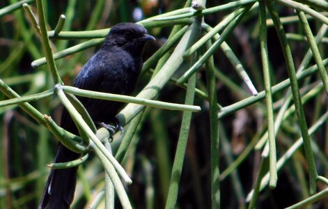 Flow black bird animal photo