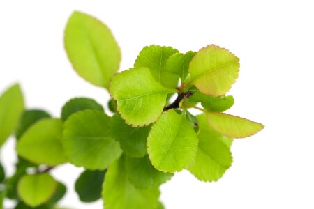 Tiny small leaves