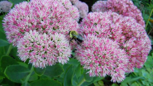 Beautiful Flowers biology bloom