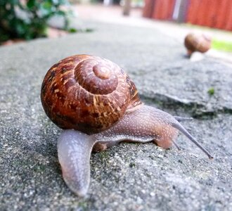 Animal snail upclose photo