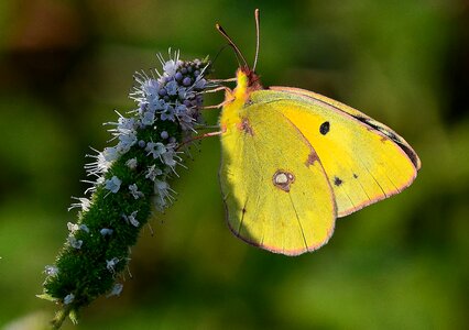 Animal arthropod beautiful