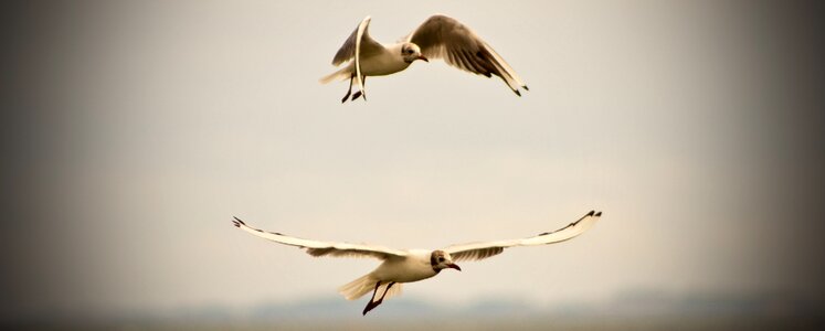 Seagull freedom lake photo