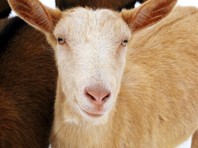 Flock of sheep nature lamb