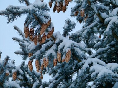 Forest tap pine cones