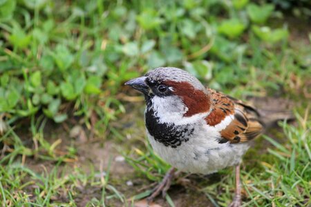 Male passer domesticus photo